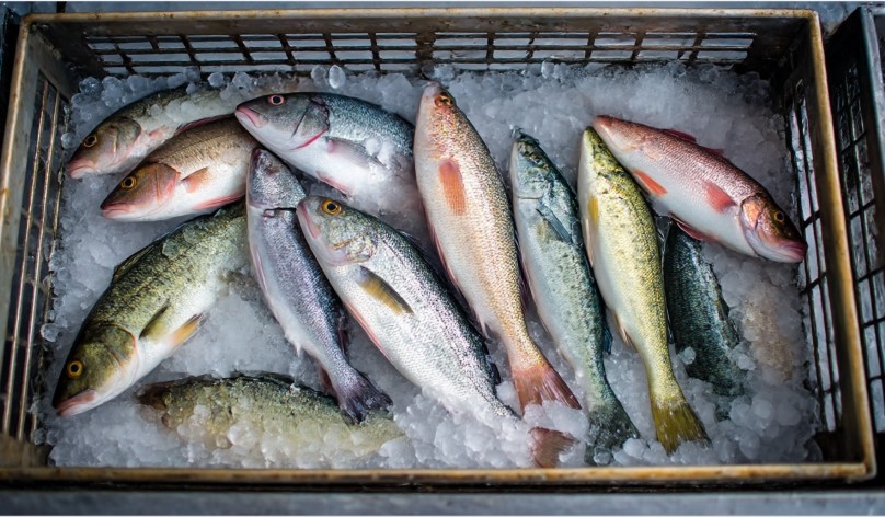 Справжня свіжа риба дивиться на тебе прозоро