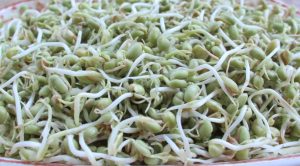 Пророщена зелена гречка тренд чи база