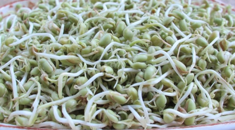 Пророщена зелена гречка: тренд чи база