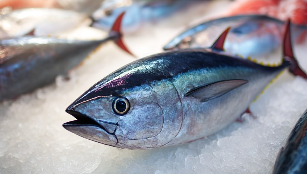 Свіжий тунець — це красиво