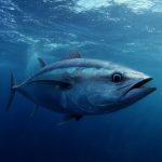 Який краще вибрати тунець для салату