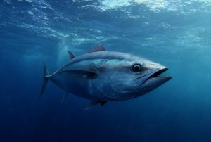 Який краще вибрати тунець для салату