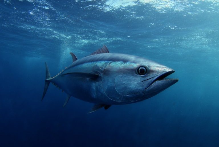 Який краще вибрати тунець для салату