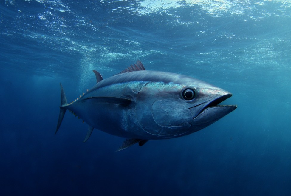 Який краще вибрати тунець для салату