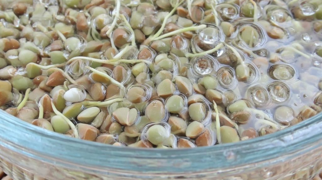 замочуйте зелену гречку у чистій прохолодній воді мінімум на 4-6 годин